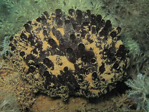 Oceanapia ramsayi · iNaturalist