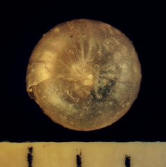 Euconulus trochulus