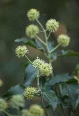 Hedera helix