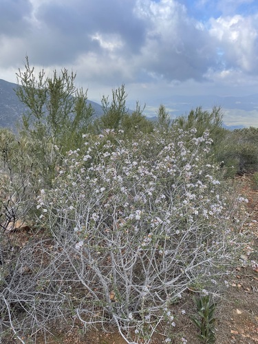 Image of Ceanothus otayensis by (c) Matt Berger, some rights reserved (CC BY)