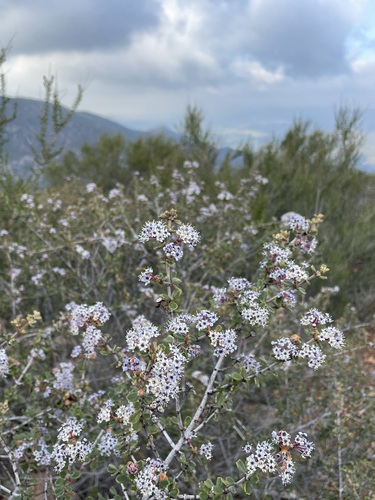 Image of Ceanothus otayensis by (c) Matt Berger, some rights reserved (CC BY)