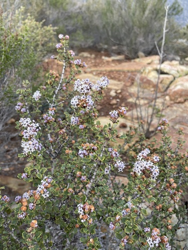 Image of Ceanothus otayensis by (c) Matt Berger, some rights reserved (CC BY)