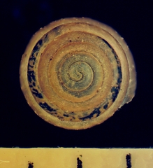 Euconulus trochulus