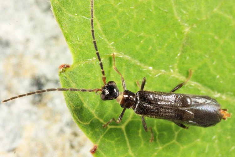 Malthodes fuliginosus