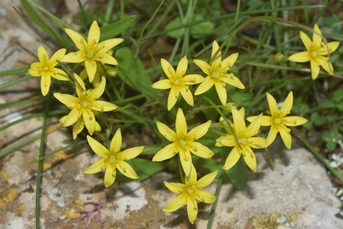 Representative image of Gagea durieui