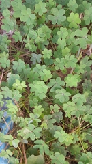 Oxalis pes-caprae image