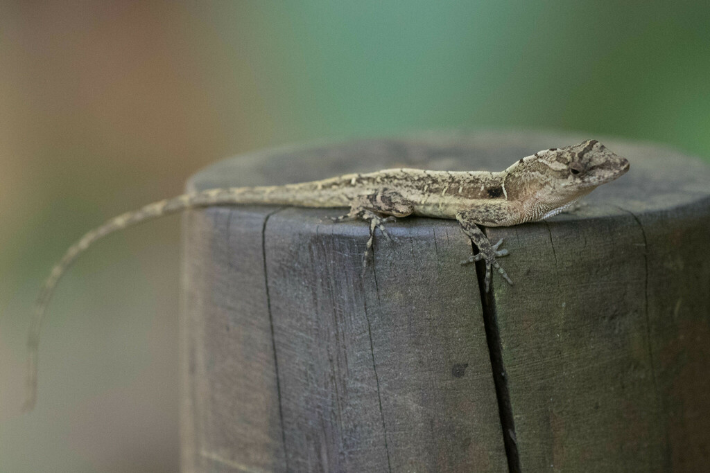 Copper Anole from Carara National Park, Lagoon TrailPuntarenas Province ...