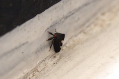 Enchenopa quadricolor