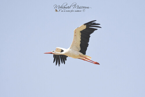 White Stork