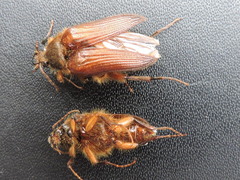 Scaptolenus lecontei