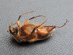 Scaptolenus lecontei