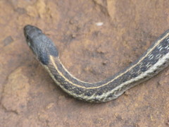 Thamnophis cyrtopsis collaris