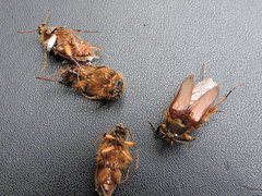 Scaptolenus lecontei