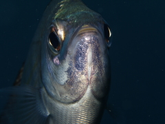 Spondyliosoma cantharus