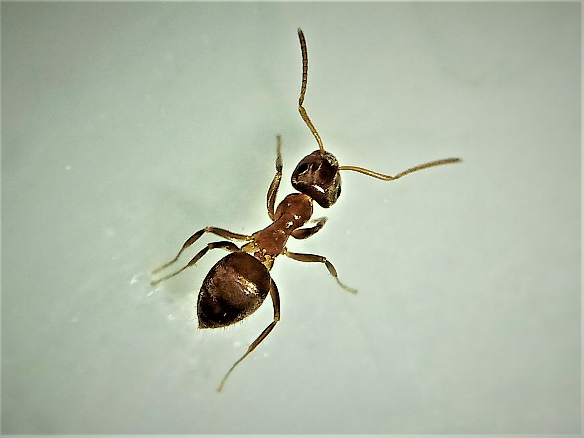 Lasius lasioides