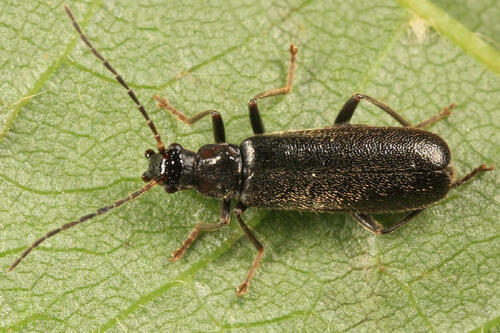 Ash Soldier Beetle
