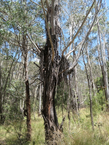 Image of Eucalyptus delegatensis by (c) Rafael Medina, some rights reserved (CC BY)