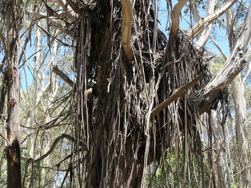 Image of Eucalyptus delegatensis by (c) Rafael Medina, some rights reserved (CC BY)