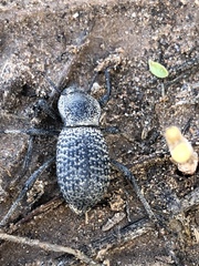 Cryptoglossa variolosa