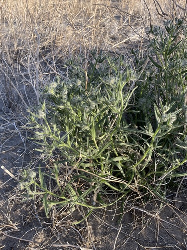 Image of Cryptantha ganderi by (c) Matt Berger, some rights reserved (CC BY)