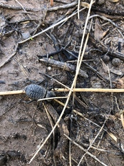 Cryptoglossa variolosa