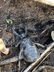 Cryptoglossa variolosa