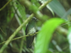 Haplophaedia aureliae