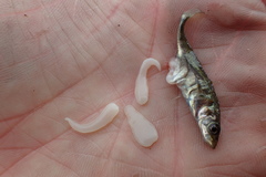 Schistocephalus solidus