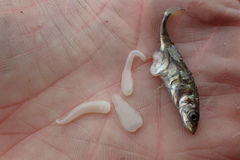 Schistocephalus solidus