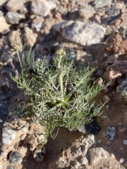 Peirson's dustymaiden (Chaenactis peirsonii)