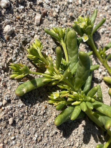 Image of Cistanthe ambigua by (c) Matt Berger, some rights reserved (CC BY)