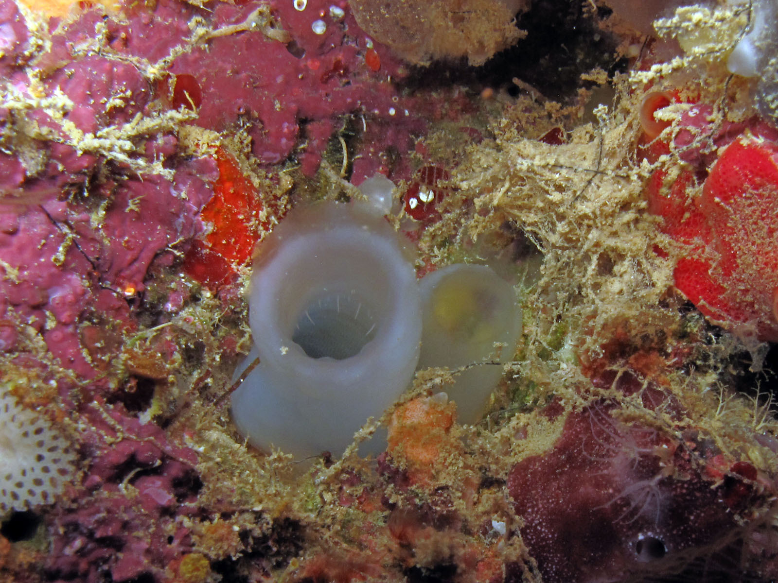 Phallusia arabica Savigny, 1816