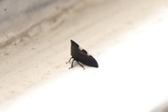 Enchenopa quadricolor