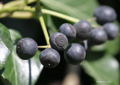 Hedera helix