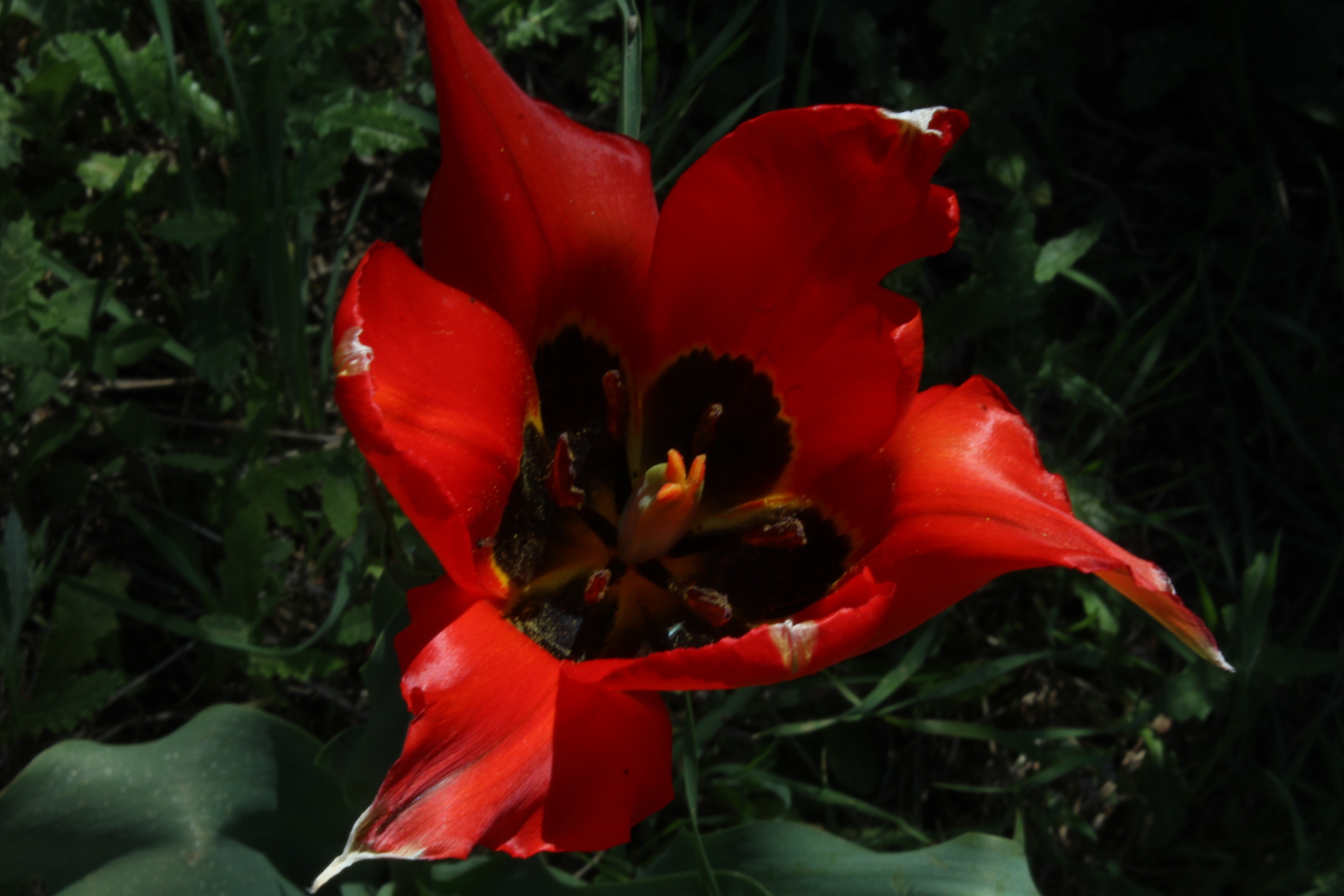 Tulipa agenensis Redouté