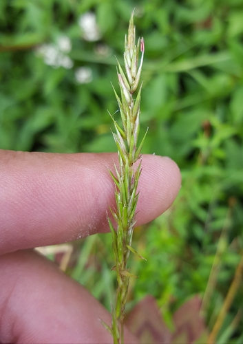 Anthoxanthum odoratum image