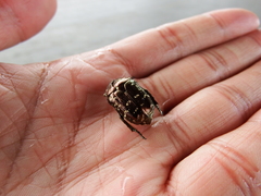 Protaetia orientalis sakaii
