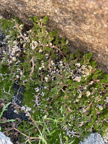 Image of Selaginella eremophila by (c) Matt Berger, some rights reserved (CC BY)