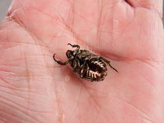 Protaetia orientalis sakaii
