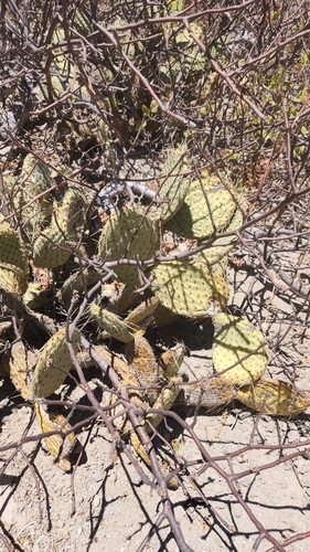 Image of Opuntia comonduensis by no rights reserved
