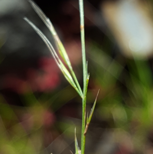 Festuca image