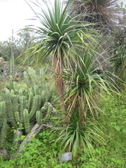 Beaucarnea stricta