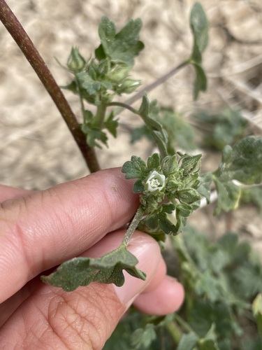 Image of White Mallow by (c) Matt Berger, some rights reserved (CC BY)