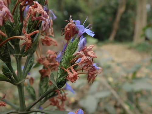 Image of Blue-Sage (Eranthemum pulchellum) by (c) Daniel Cahen, some rights reserved (CC BY)