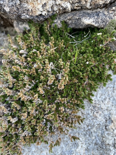 Image of Selaginella eremophila by (c) Matt Berger, some rights reserved (CC BY)