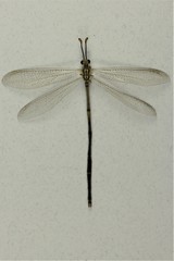 Brachynemurus