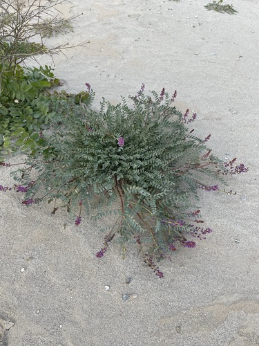 Image of Astragalus palmeri by (c) Matt Berger, some rights reserved (CC BY)