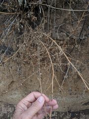 Sairocarpus nuttallianus