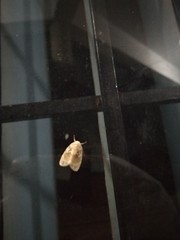 Schistophleps bipuncta