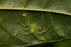 Gnathopalystes taiwanensis